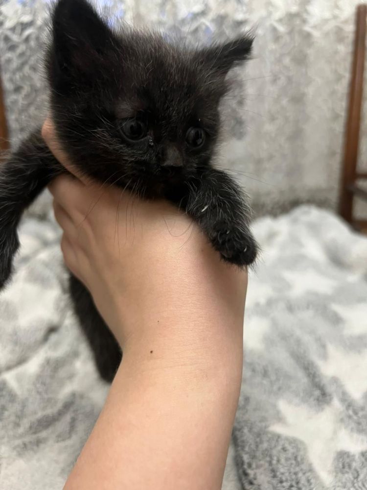 Отдам котенка в добрые руки(девочка )
