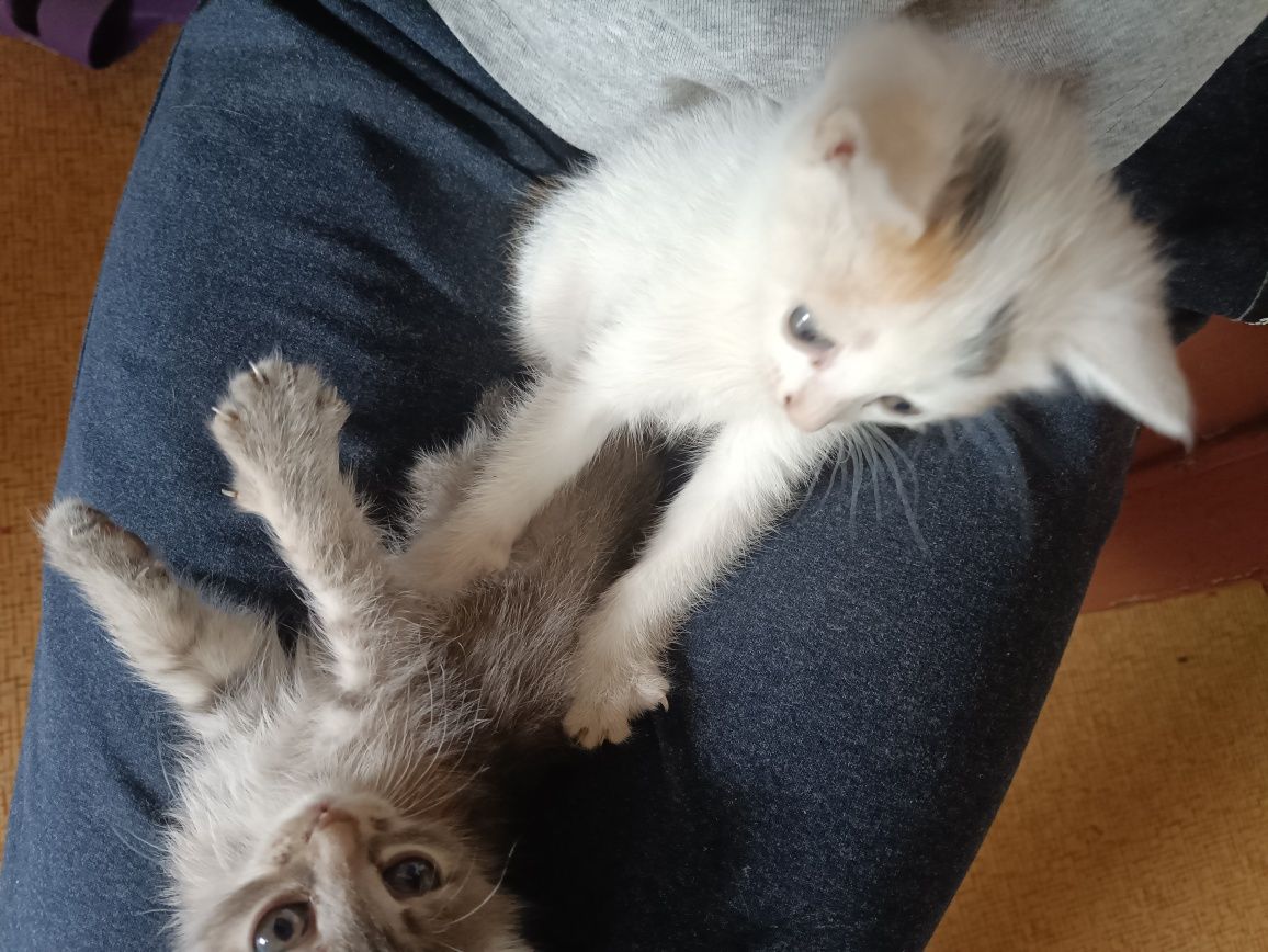 Отдам котят в добрые руки