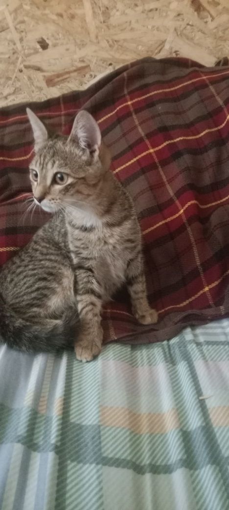 Отдам котёнка в добрые руки