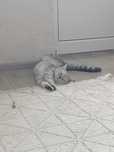 Котёнок 4 месяца