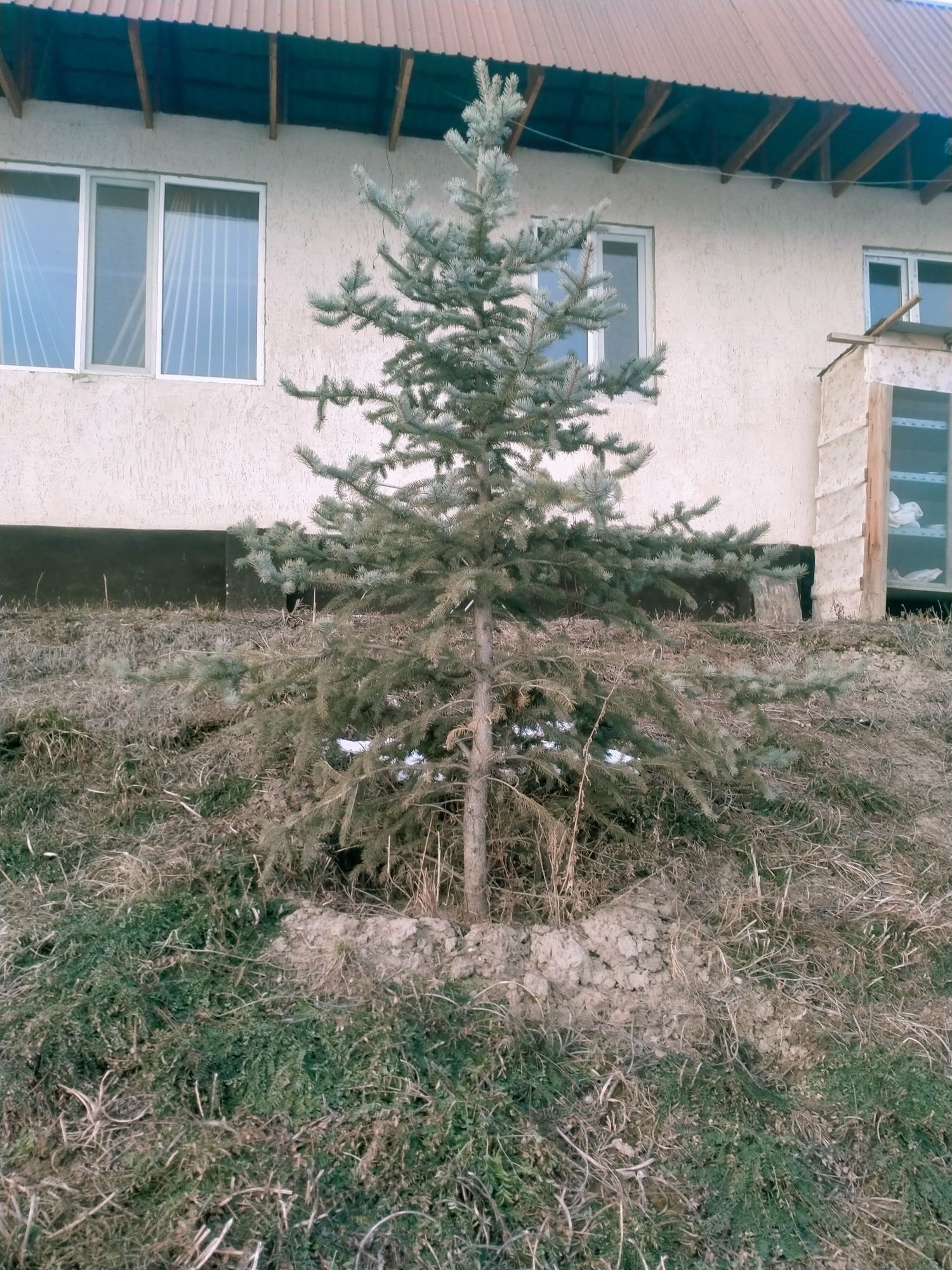 Накануне нового года настоящая Кремлевская Голубая Елка