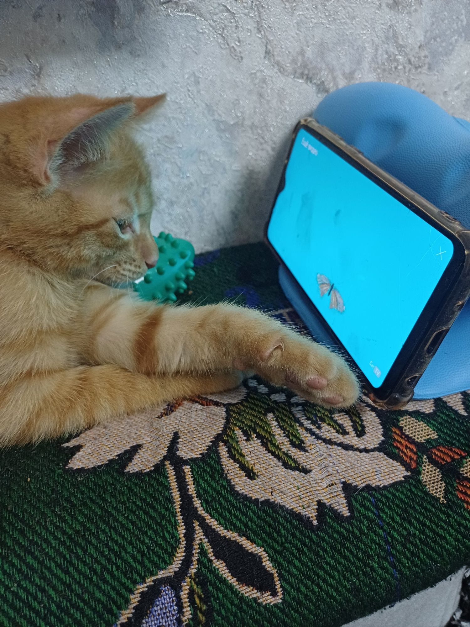 Отдаю  рыжего и черного  котёнка
