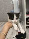 Отдадим котенка мальчик