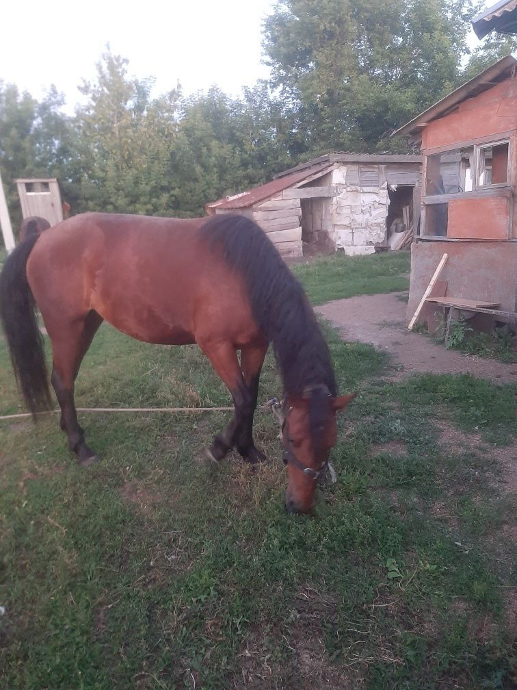Продам лошадь 3 года