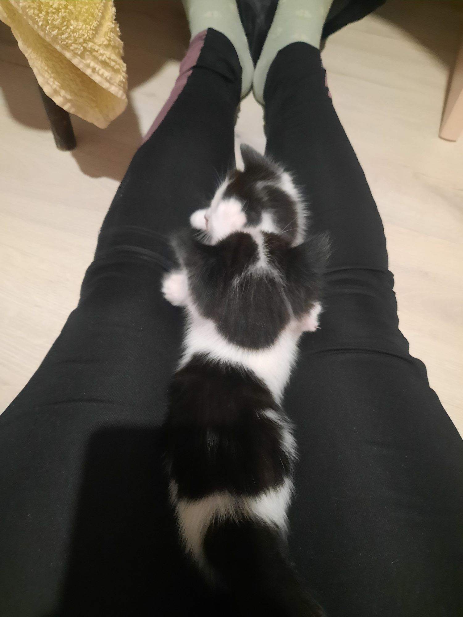 Прекрасные котята