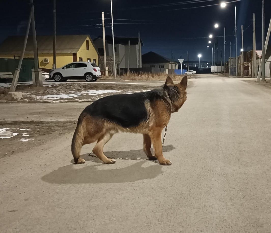 Продаётся кобель немецкой овчарки!