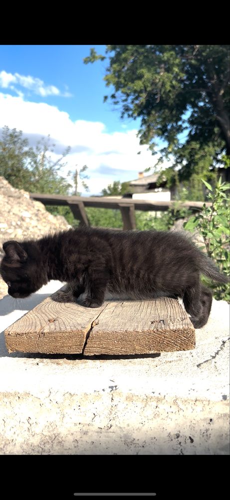 Отдам котят в добрые руки