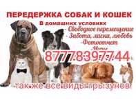 Передержка животных в домашних условиях