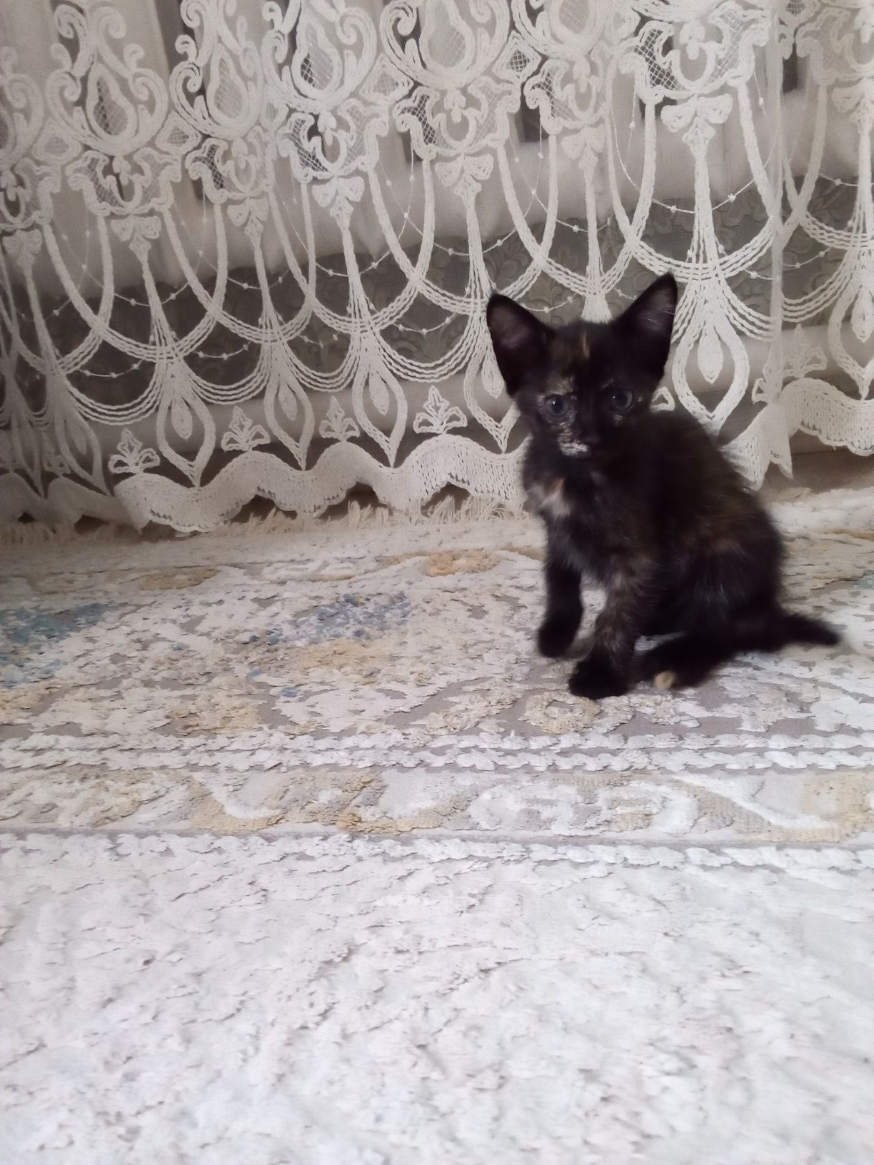 Отдам в добрые руки