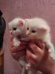 Котята в зорошие надежные руки