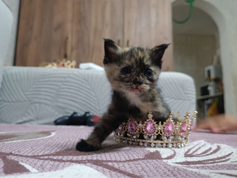 Котенок девочка