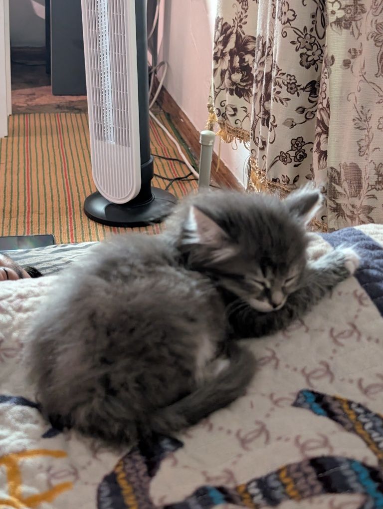 Отдам двух котят