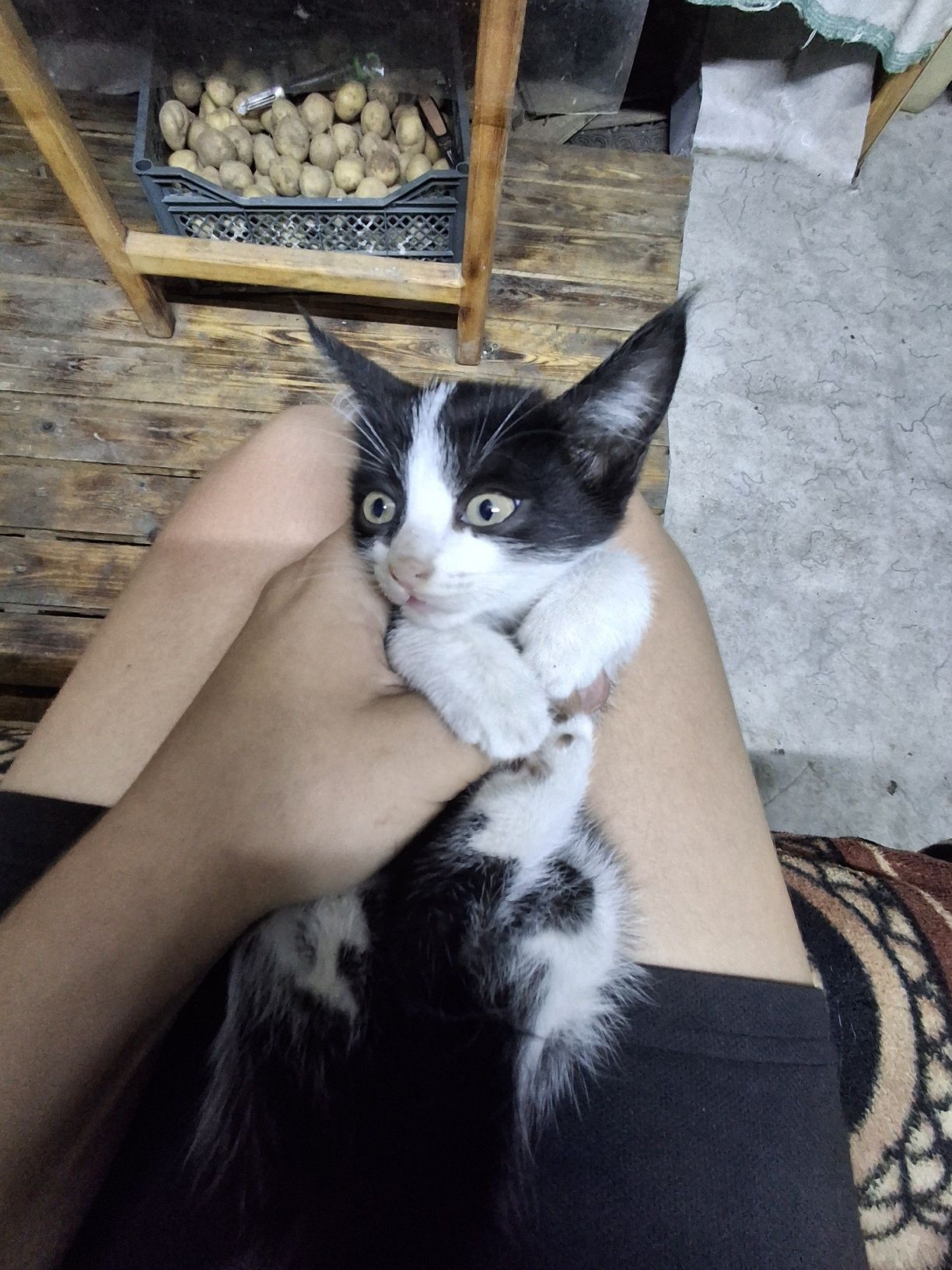 Отдам котят в добрые руки
