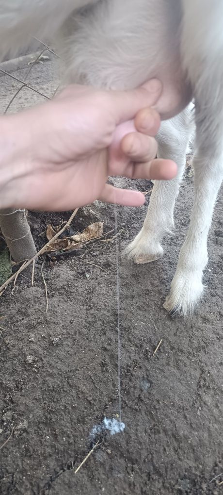 Продам Козу дойную .