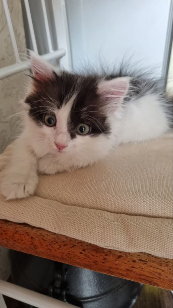 Котенок мальчик в хорошие руки