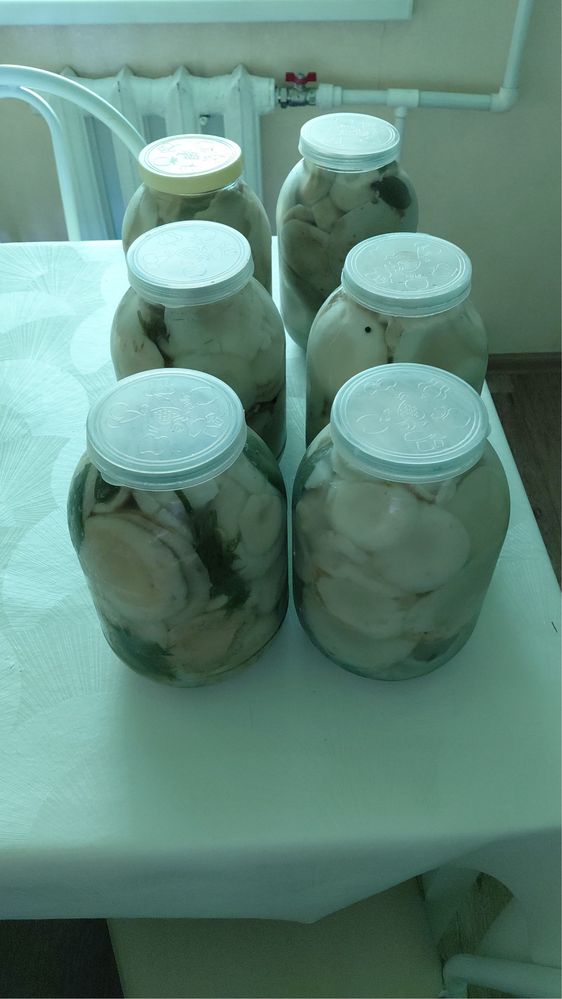 Грузди, грибы с Каркаралинска