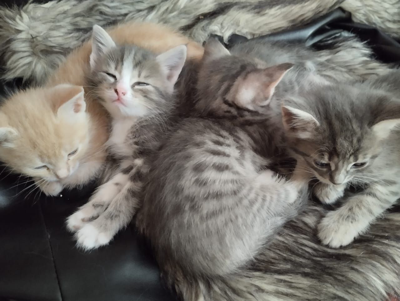 Отдам котят бесплатно