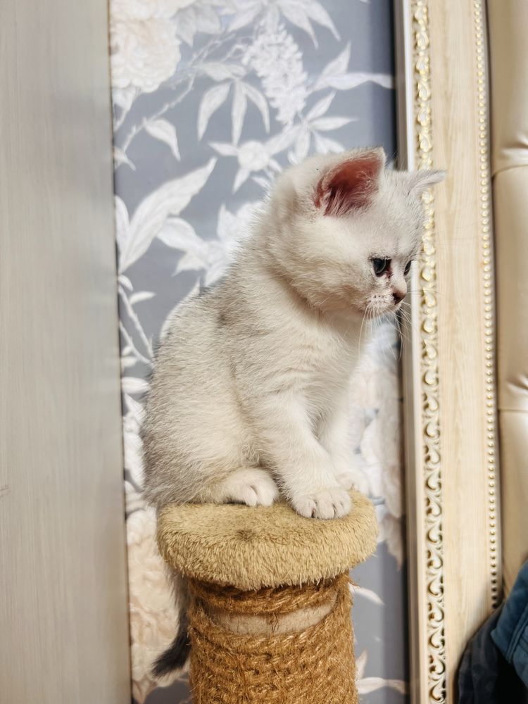 Продается породистый котенок !