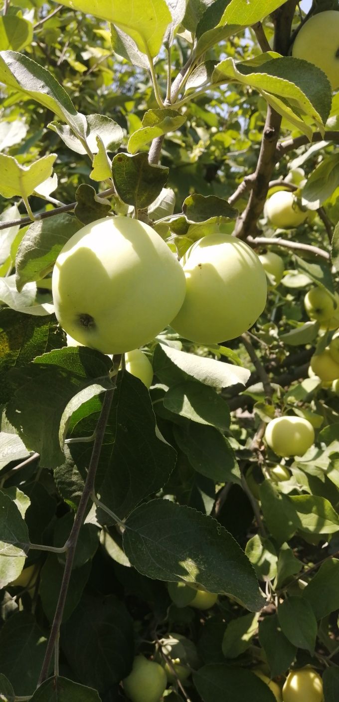 Яблоки белый налив..Срочно продам с дерева