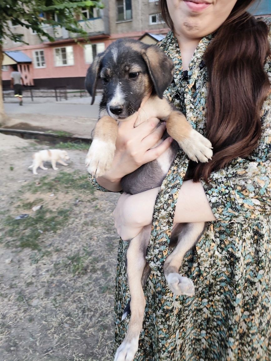 Щенок девочка в надёжные руки