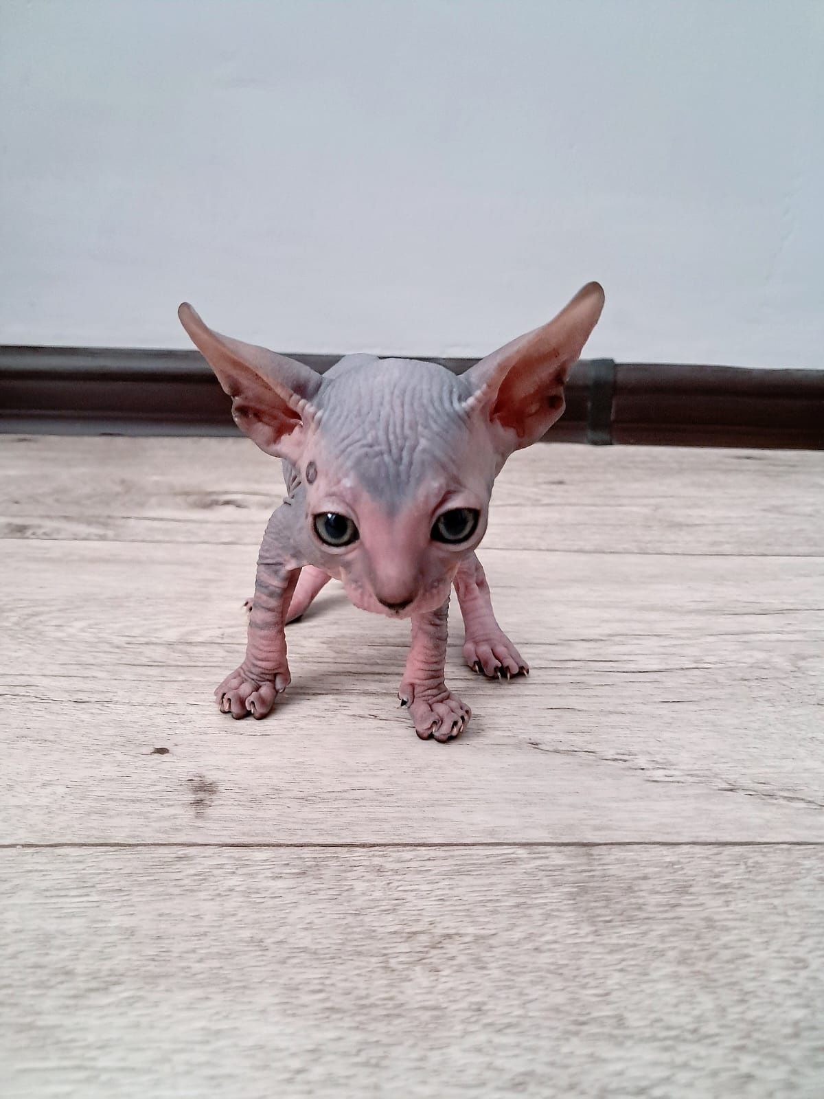 Продам котят сфинкса
