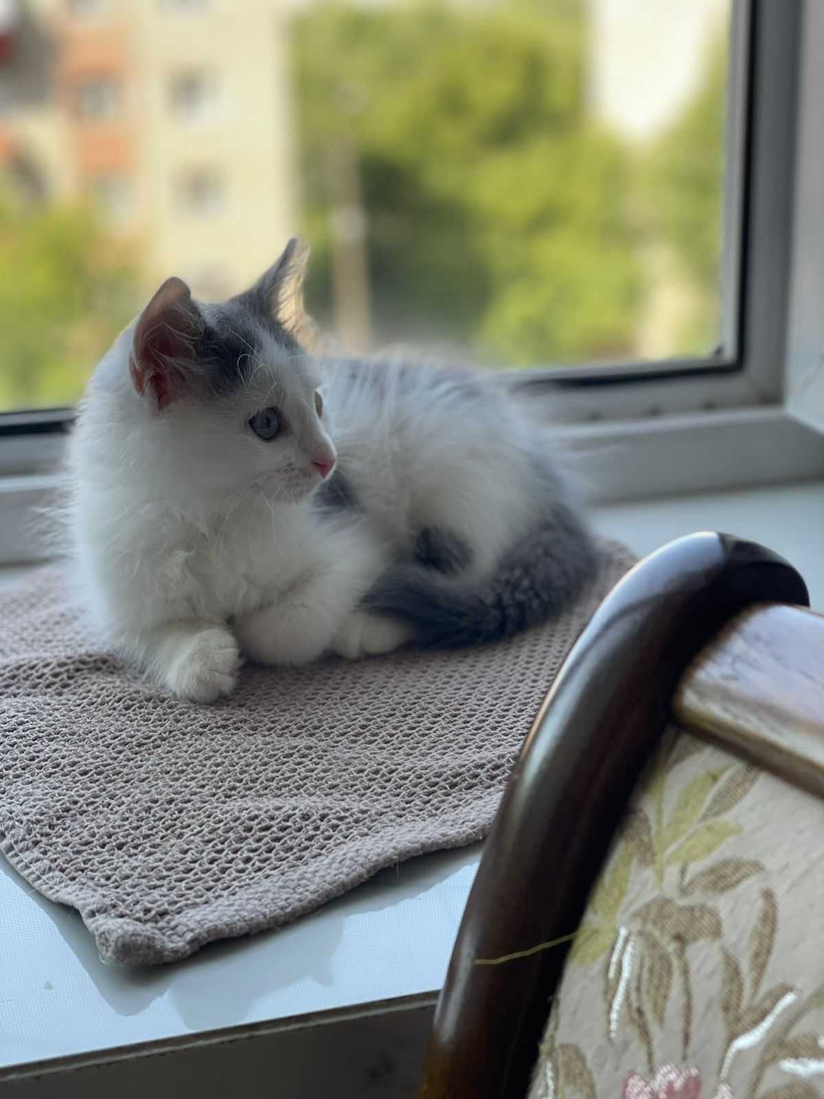 Ищем дом котику трёхмесячного возраста