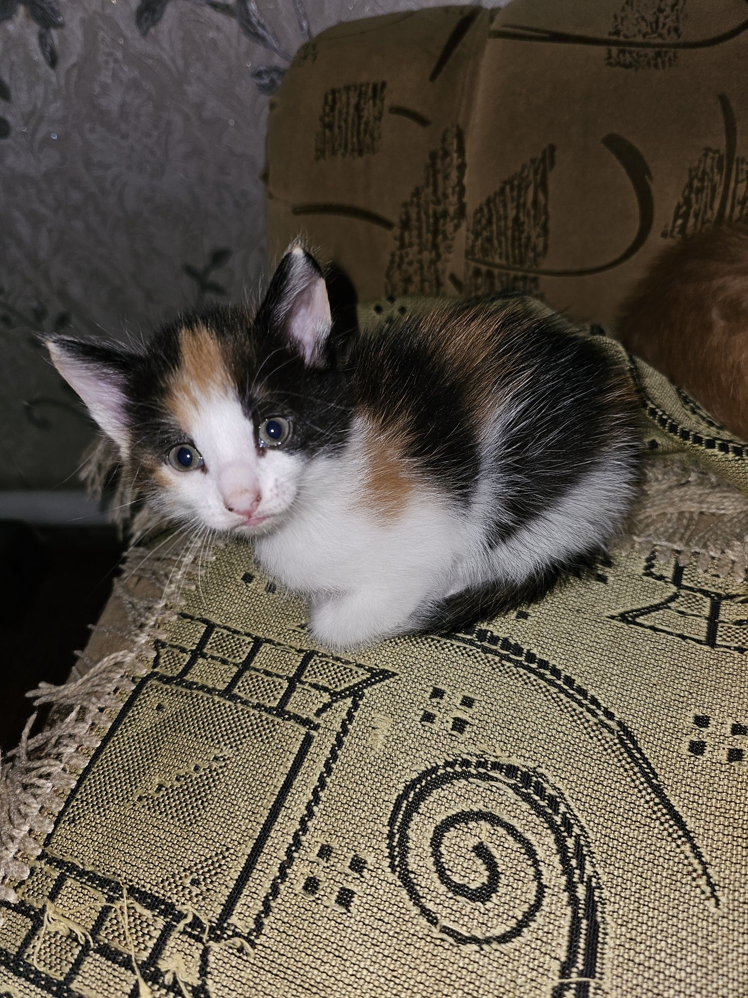 Отдам котят в надёжные руки