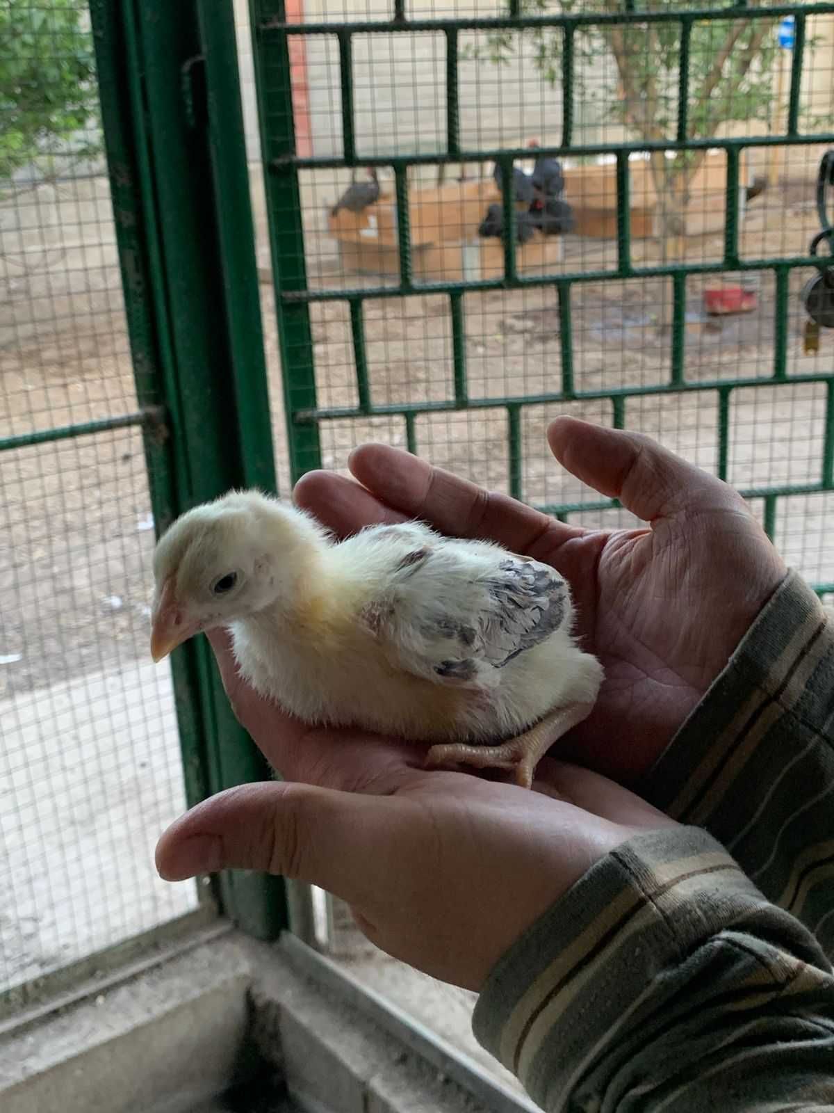 Продам цыплят даканов