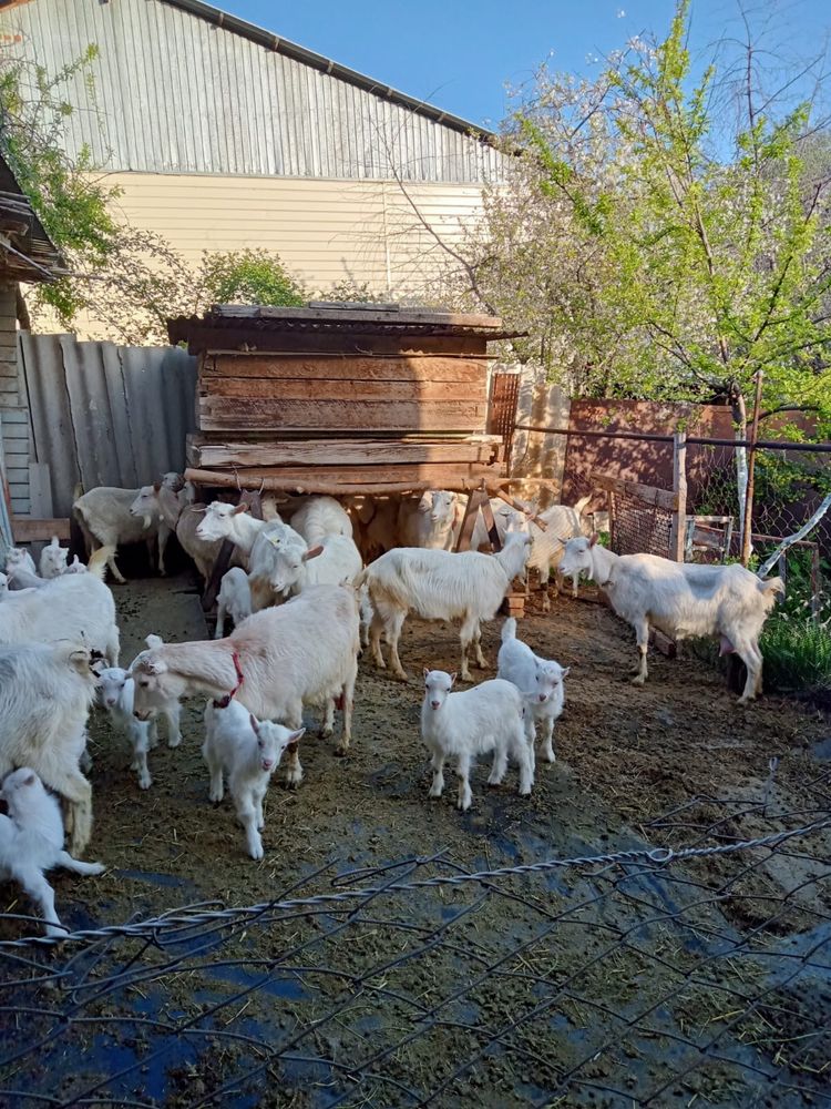 В продаже Козы , Козлы и Козлята
