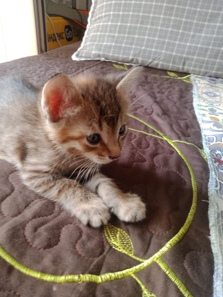 Отдам бесплатно котят