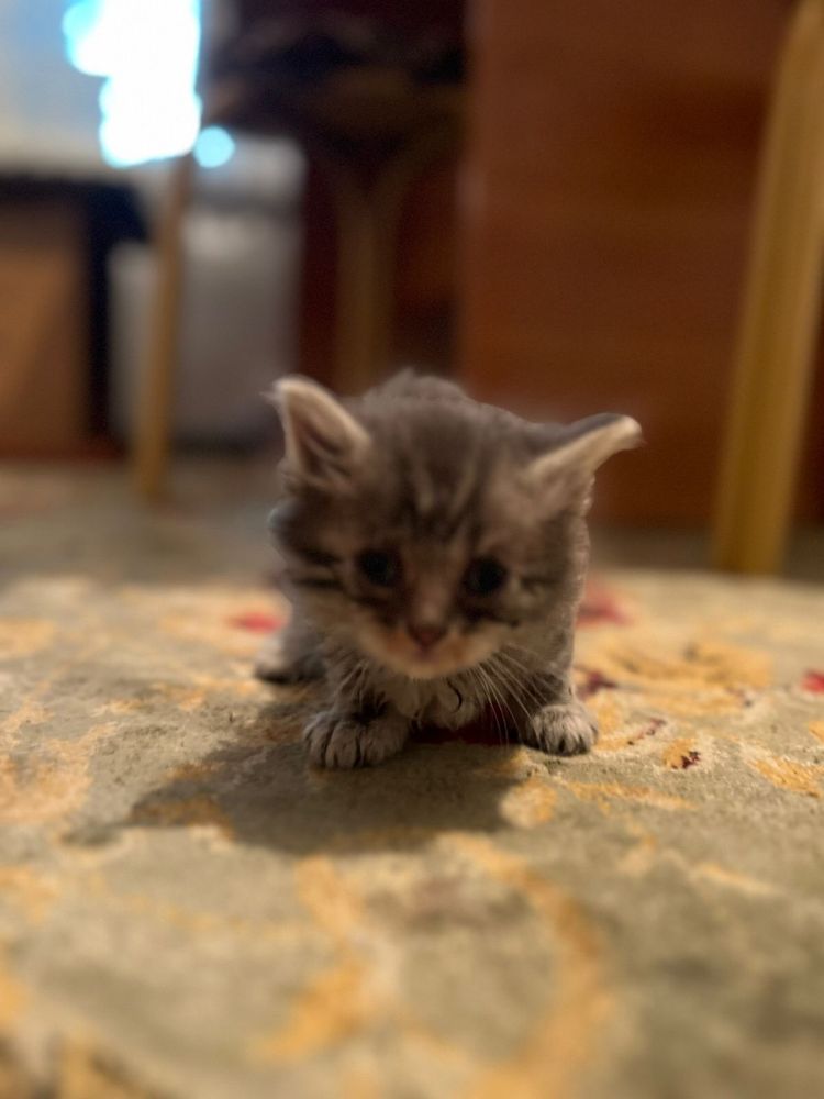 Котята бесплатно