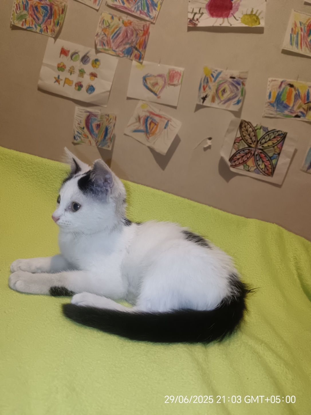 Отдам  котёнка (кошечка)!