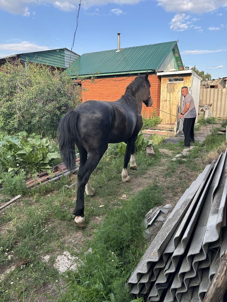 Продам жеребца тяж