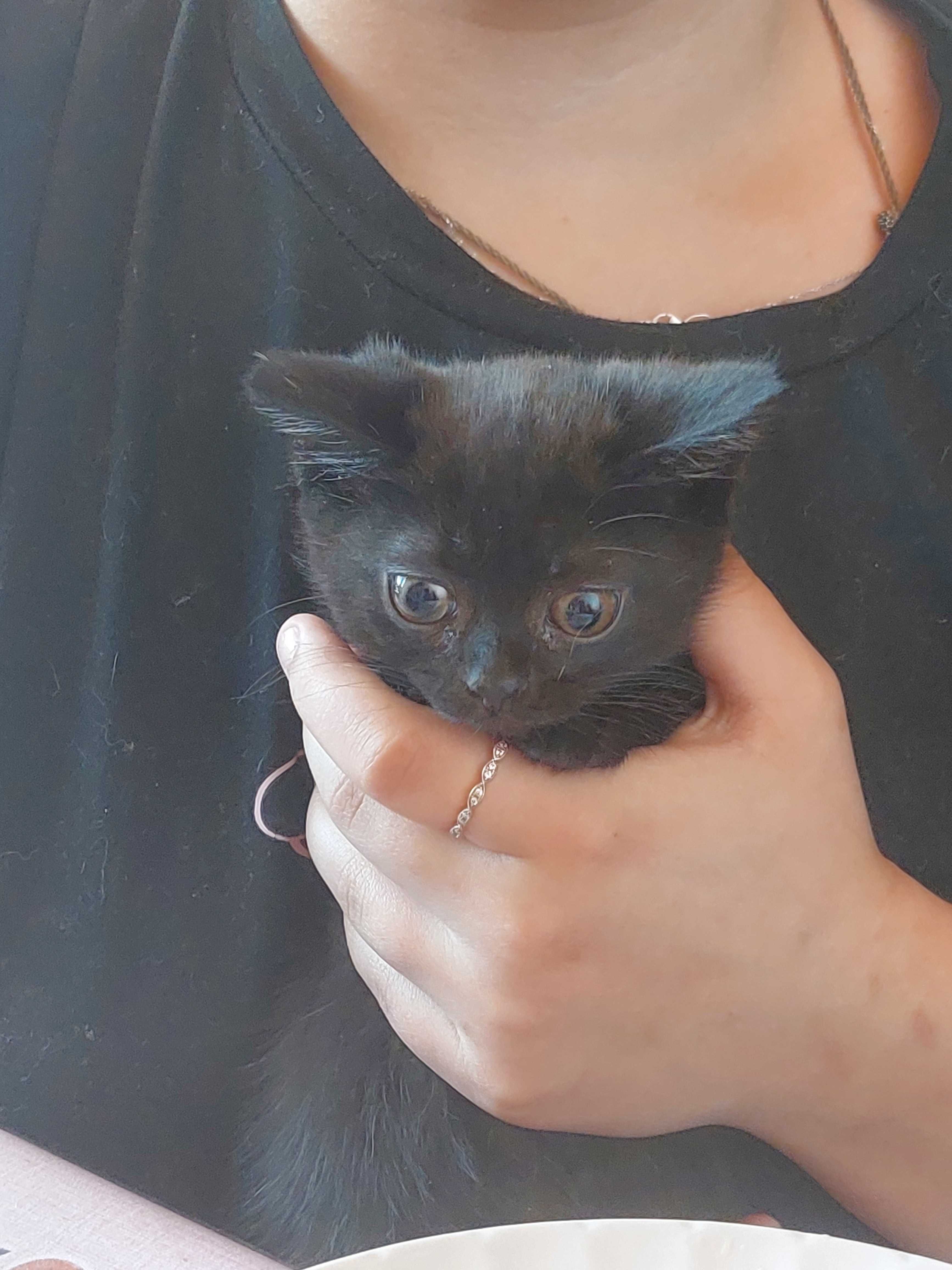 Отдам котят даром