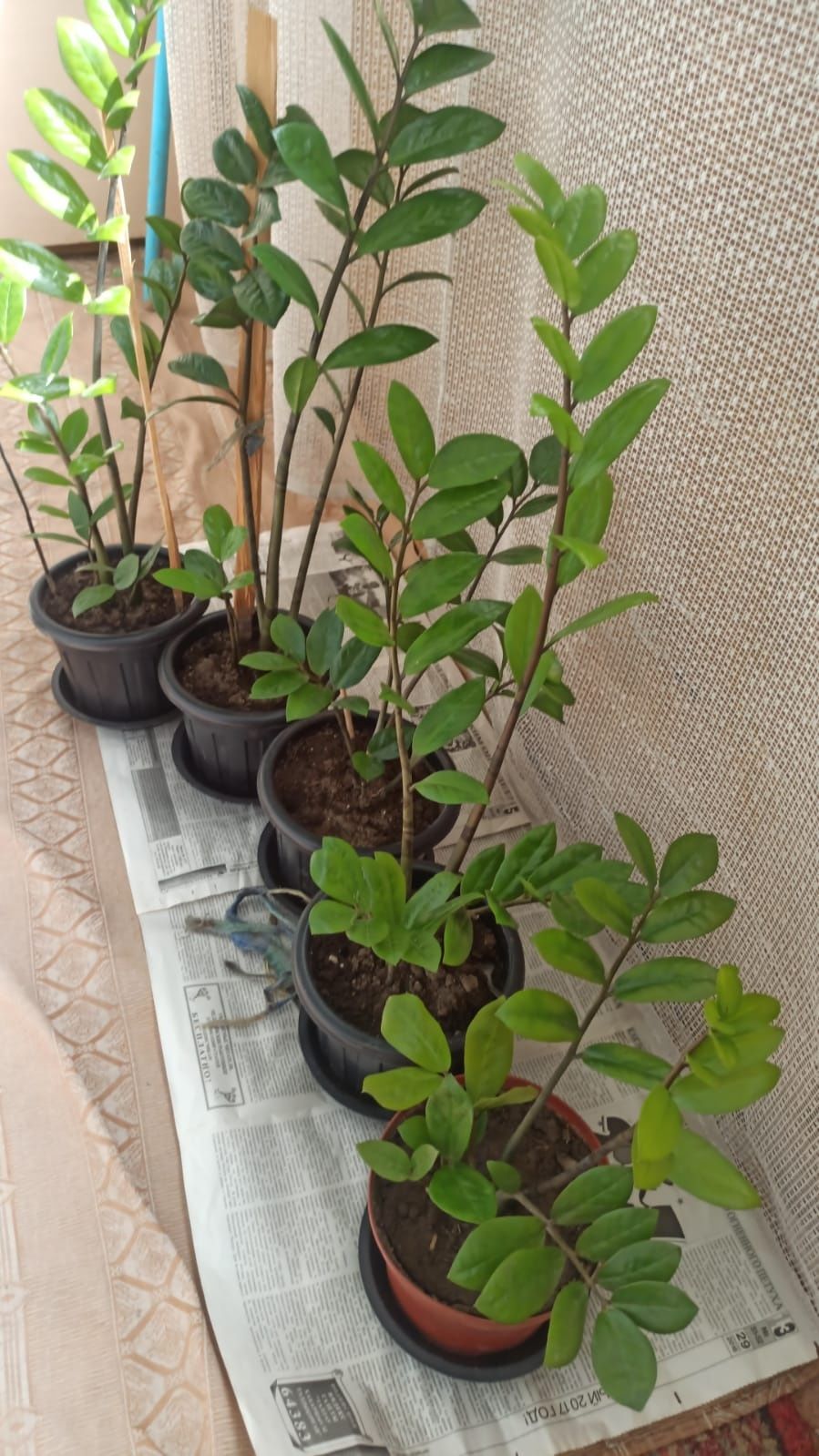 Продаются долларовое дерево Замиокулькас!