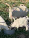 Срочно продам альпийскую козу с козлятами