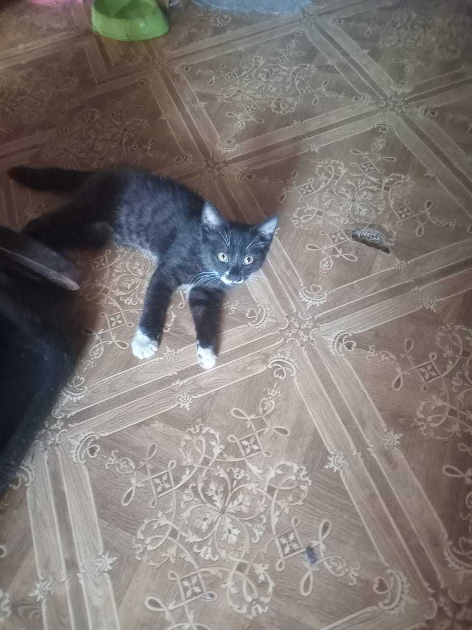 Котенок в хорошие руки