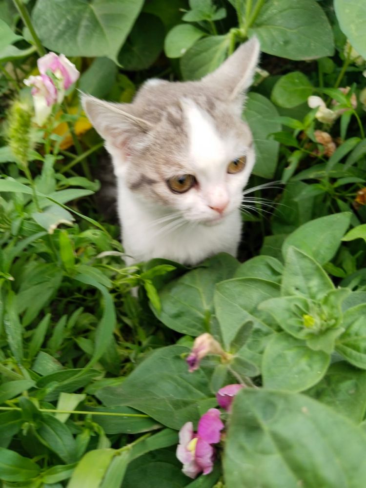Кошка Котенок девочка поисках дома ! Костанай ! Привезем !