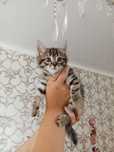 Отдам котёнка девочку в добрые руки