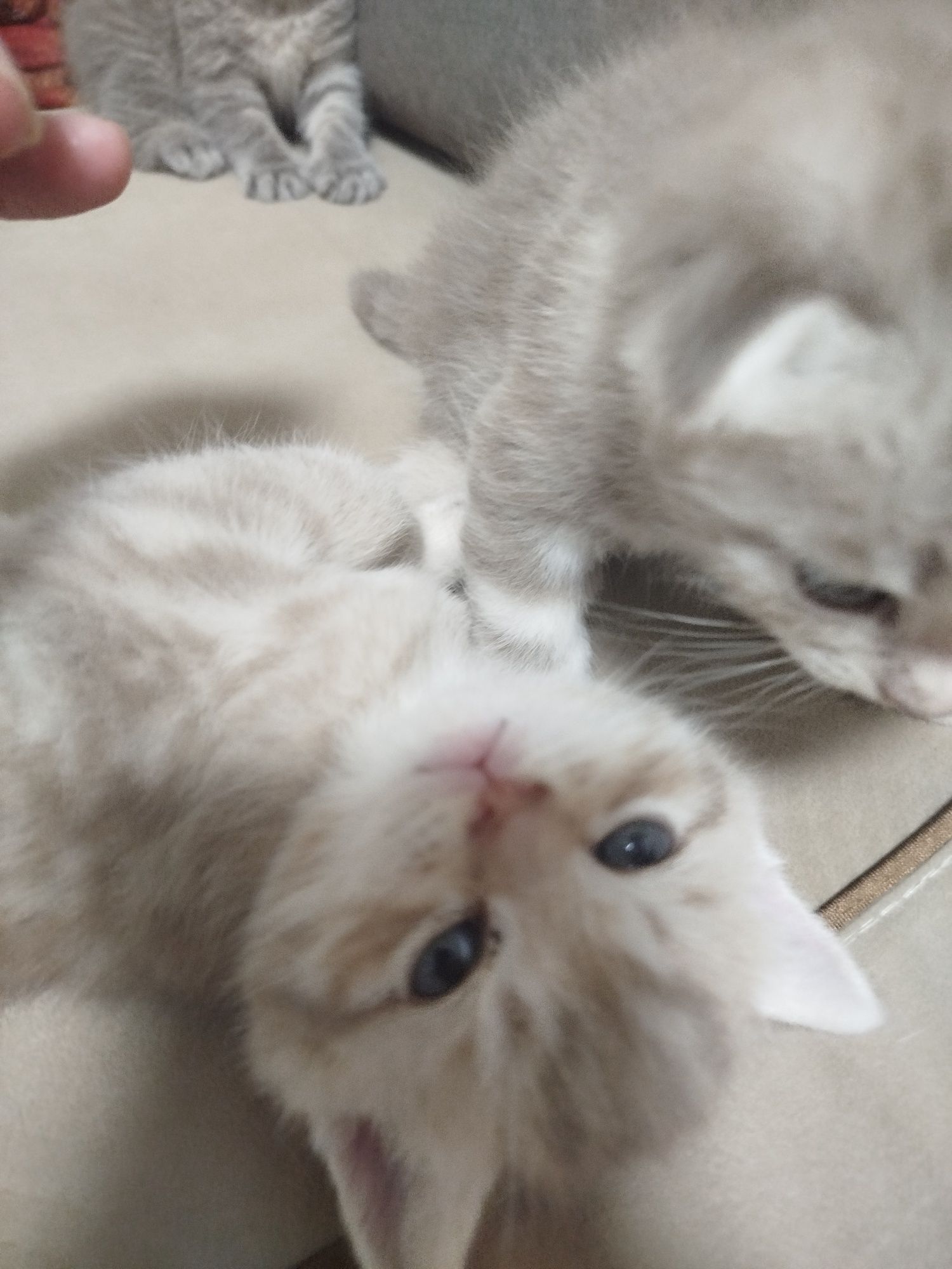 Котята чистокровные