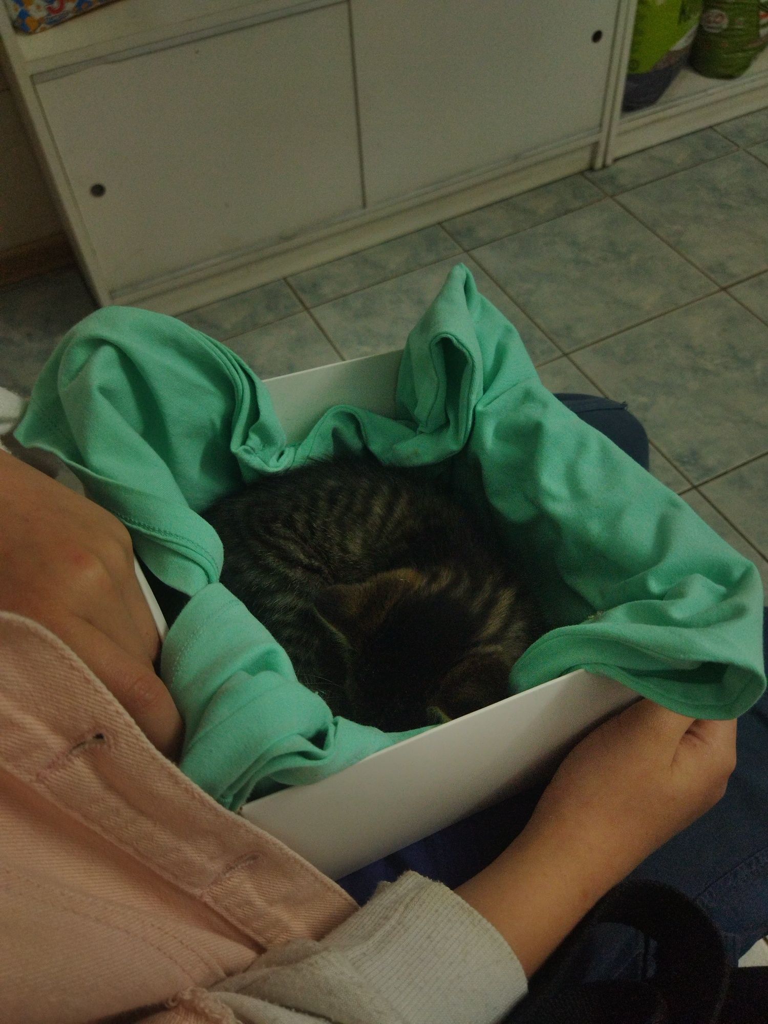 ОТДАМ котенка 2 месяца