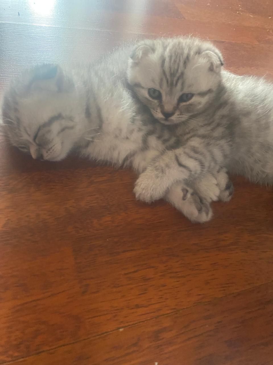 Котята породистые скоттиш-фолд