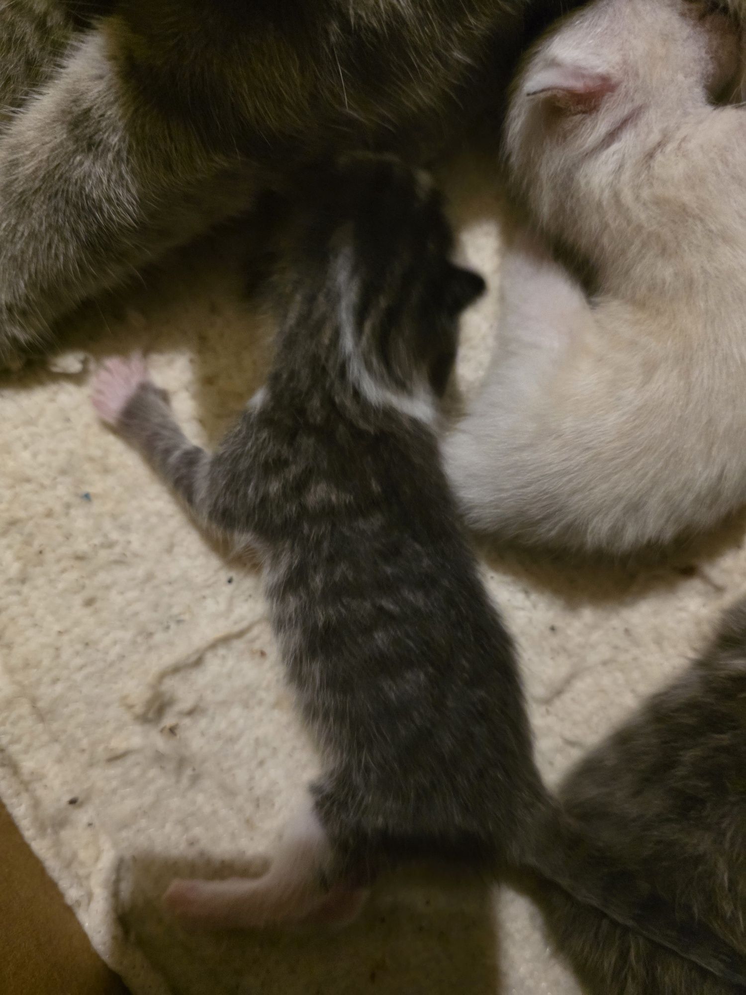 Отдам котят в добрые руки