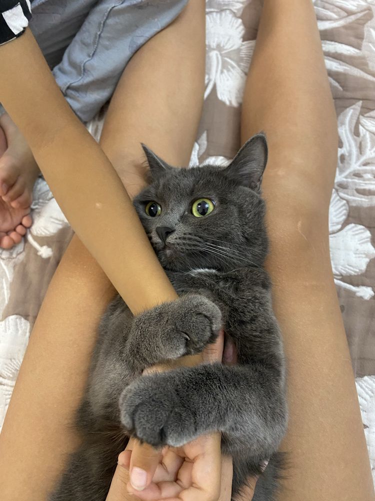 Отдаем кошку в добрые руки
