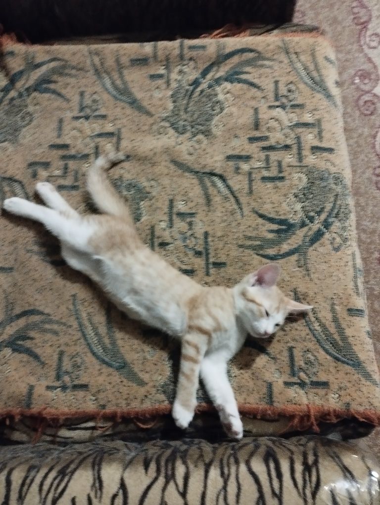 Котенок бесплатно