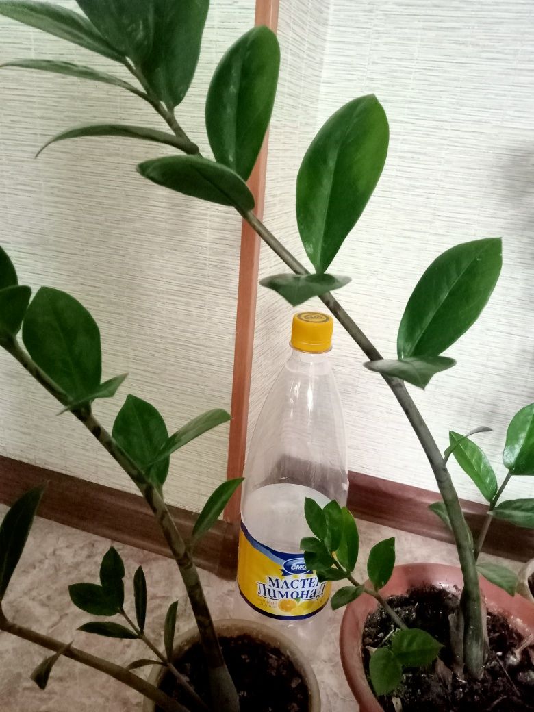 Продам замиокулькас(долларовое дерево) 2500 тг