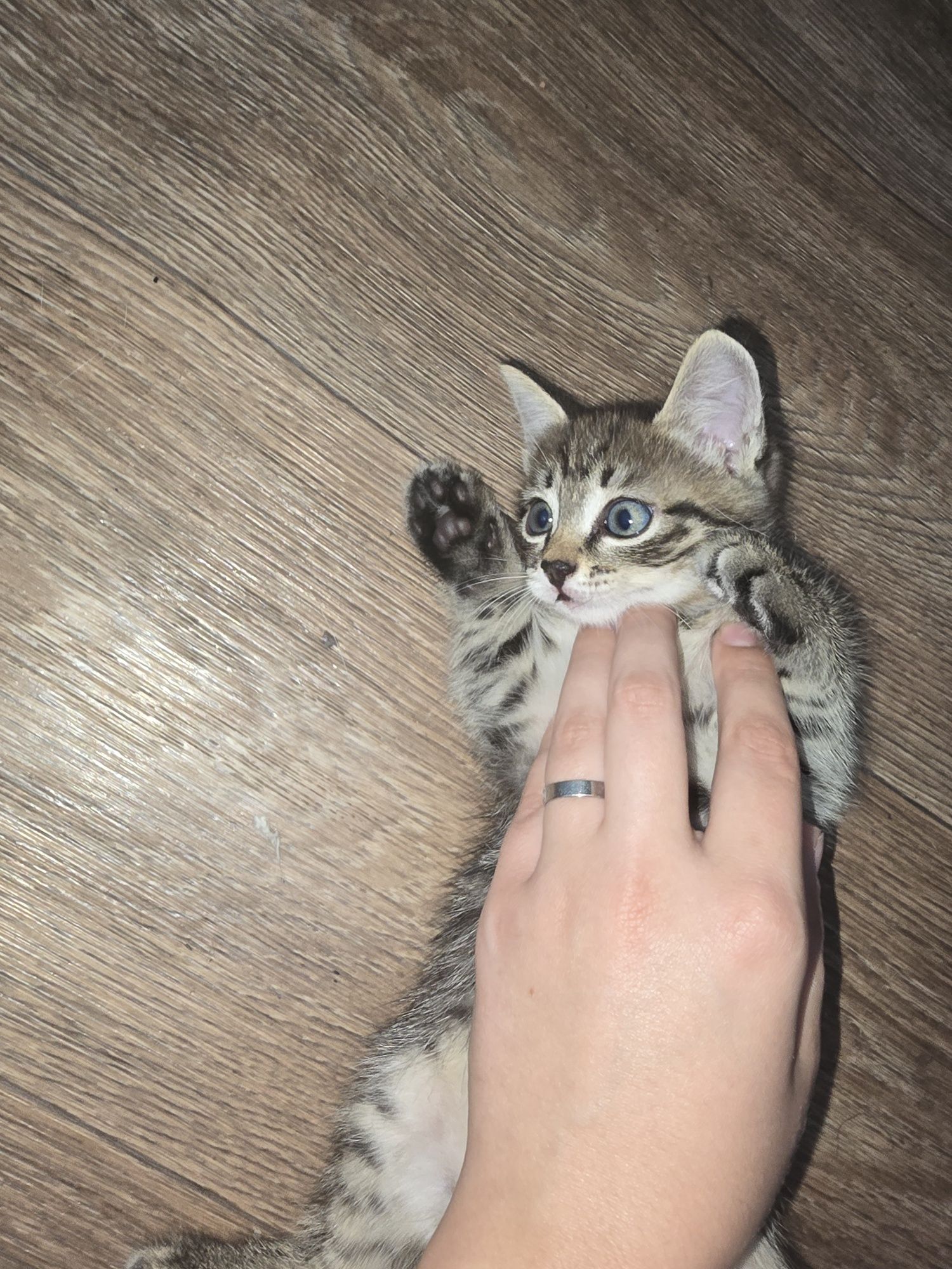Отдам котика в заботливые руки