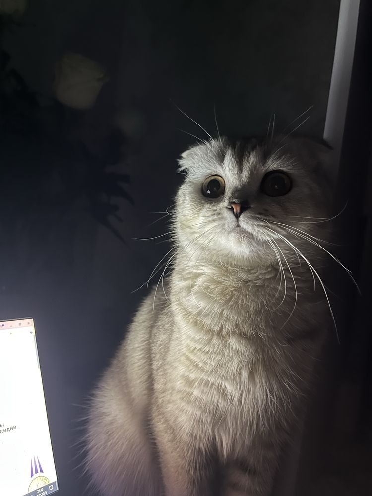 Отдам кошку в хорошие руки