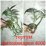 Цветы  комнатные