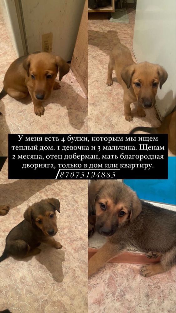 Отдам щенят в хорошие руки
